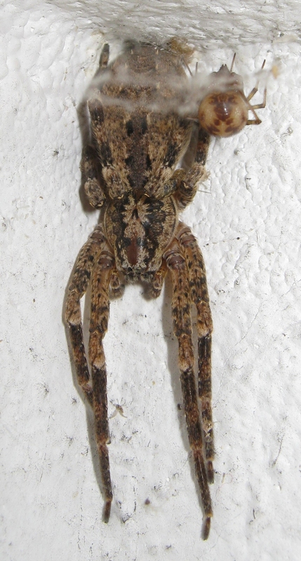 Zoropsis spiniminima con steatoda triangulosa